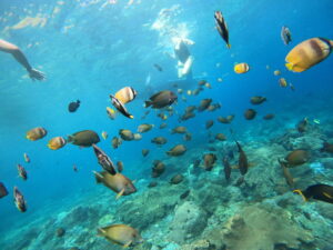 Snorkeling with ton of fishes in nusa penida
