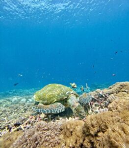 snorkeling with turtle in nusa penida